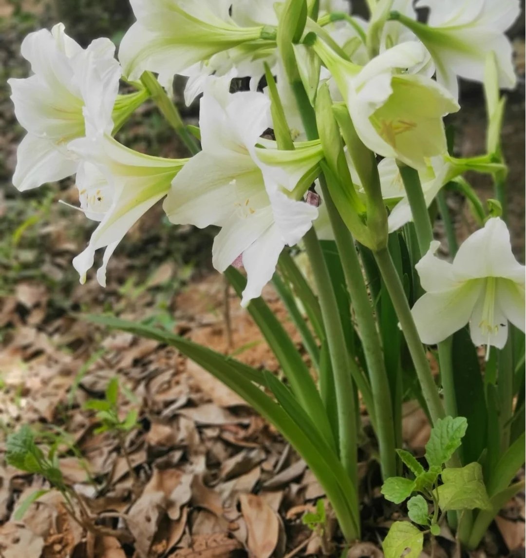 aparajita_5's tweet image. Amaryllis 

#Amaryllis