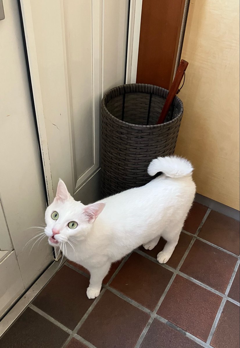 運気押上猫神社［公式］ tweet media