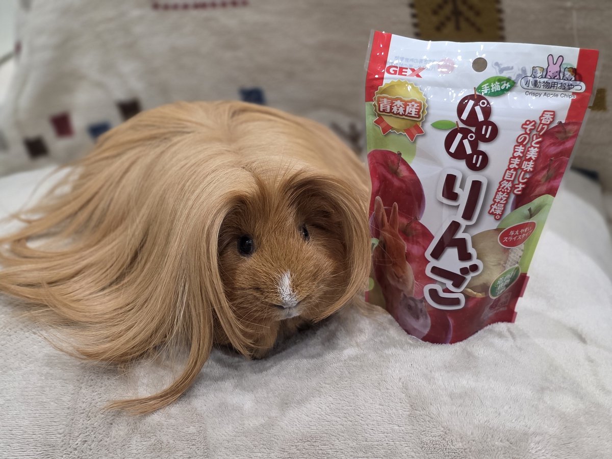 はるこっこ🐾ディカプリオとなかまたち tweet media