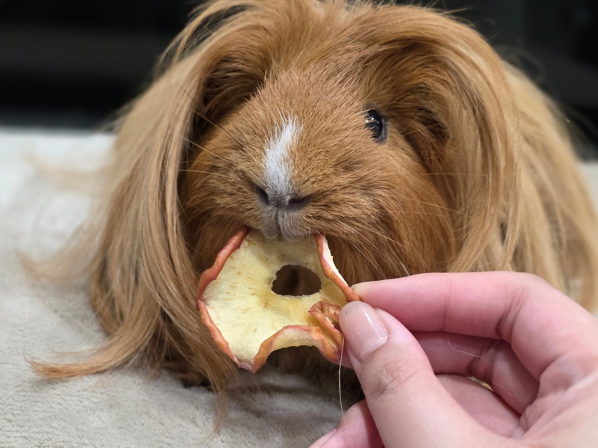 はるこっこ🐾ディカプリオとなかまたち tweet media