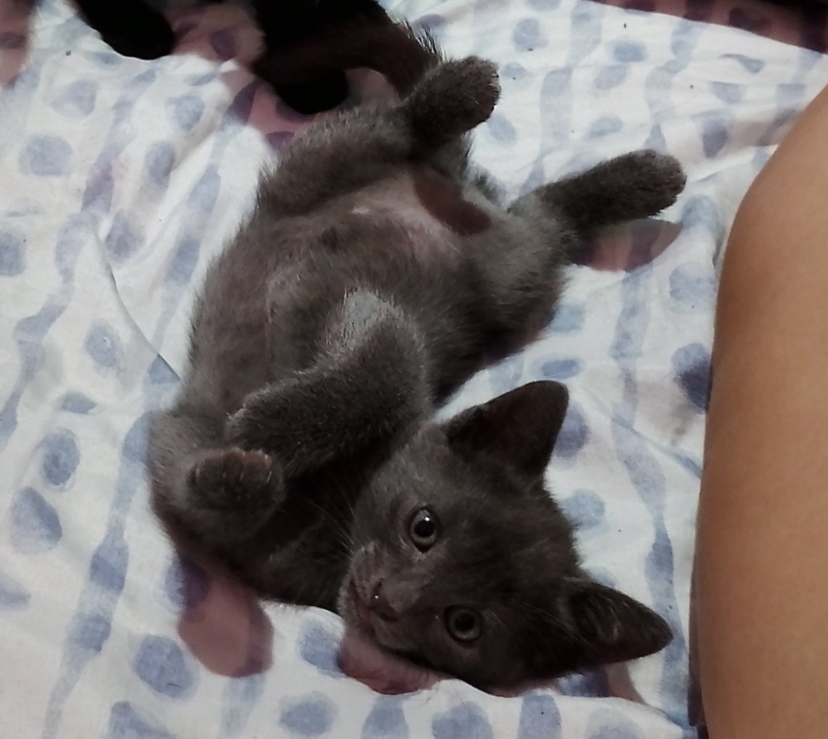 4thabat4's tweet photo. @MaranhenseChato Minha contribuição de gata cinza 🤍 https://t.co/bGKT5Lr7Qr