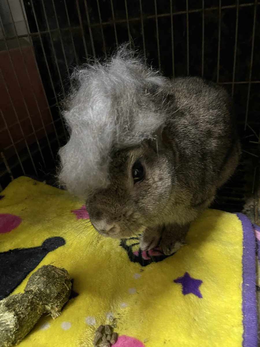 まさチビしろ🐰5月2.3.4日幕張アートマーケット5月9日ローデンツ東京 tweet media