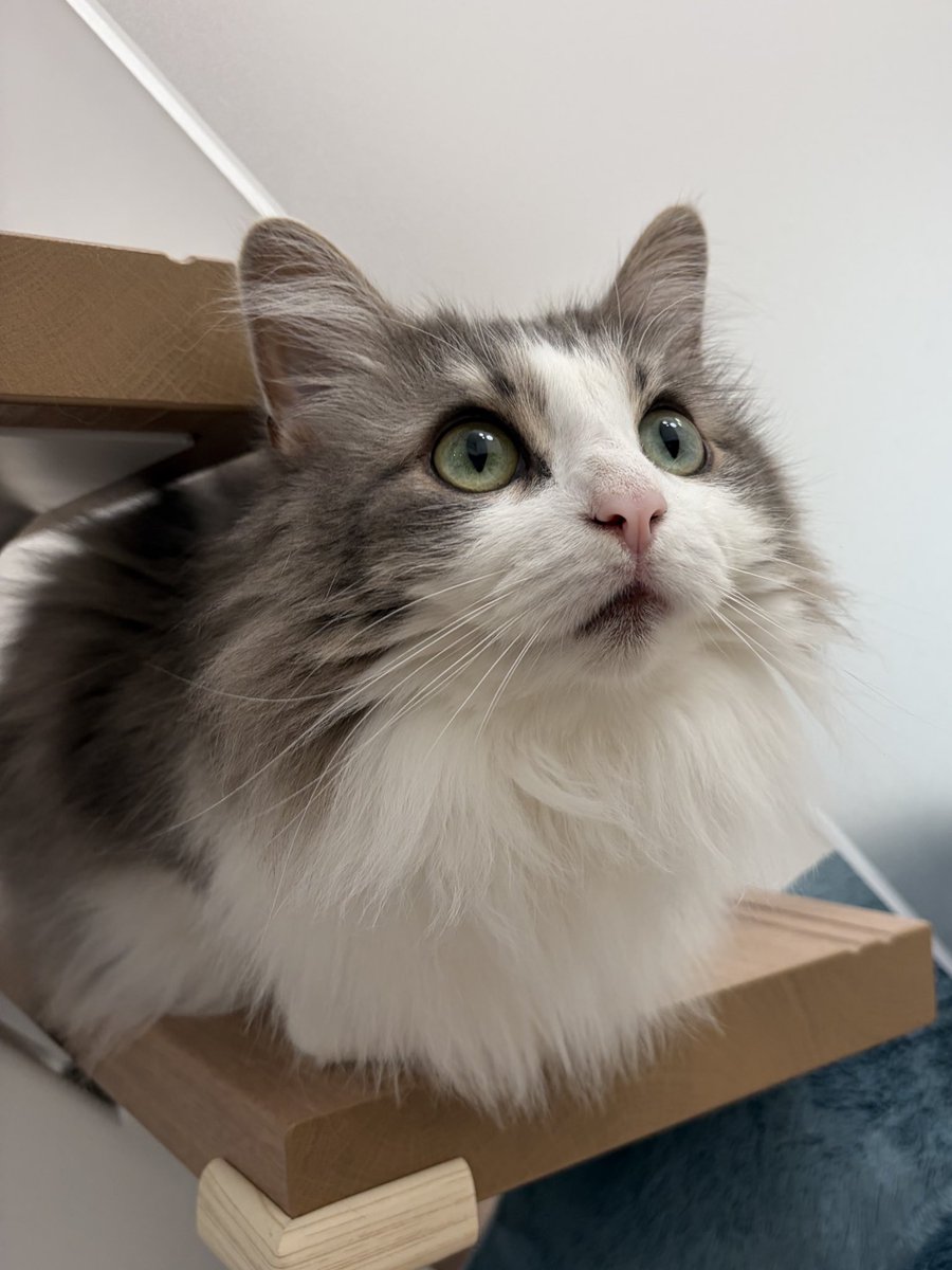りん🐈ノルウェージャンフォレストキャット tweet media