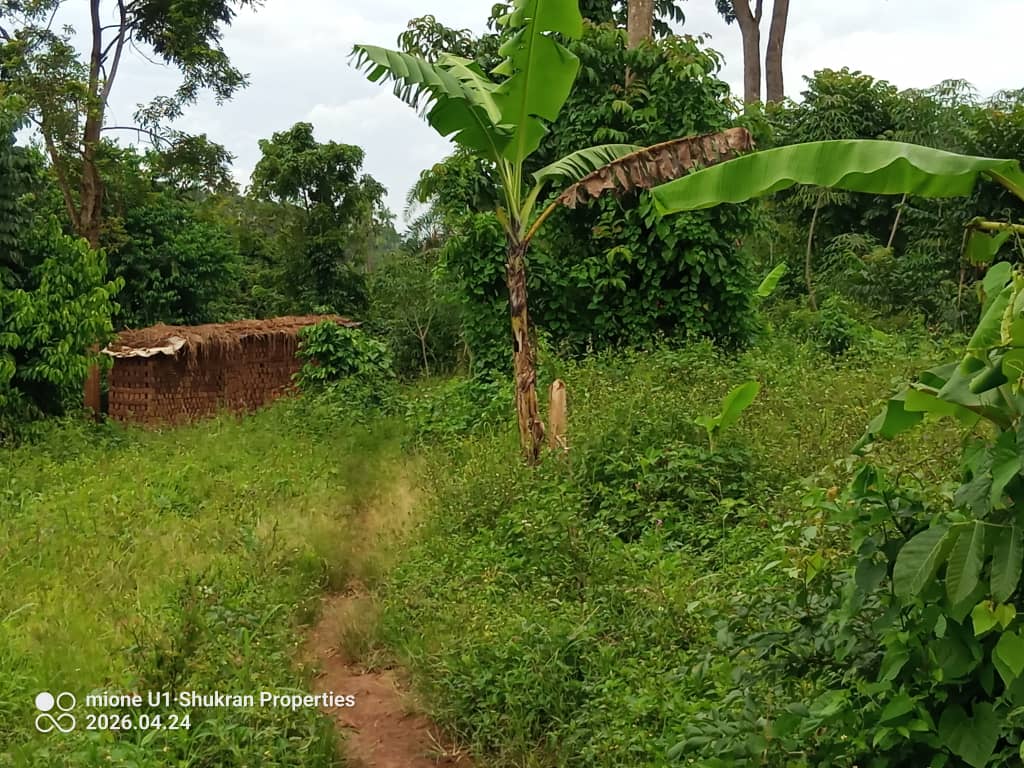 shukranproperty's tweet image. LAND FOR SALE

Located at #Matugga Lwemwedde Town on Semuto road 

3km from main Tarmac 

#13Decimals private mailo Titles

Selling Price at #12m Ugx 

0706592177