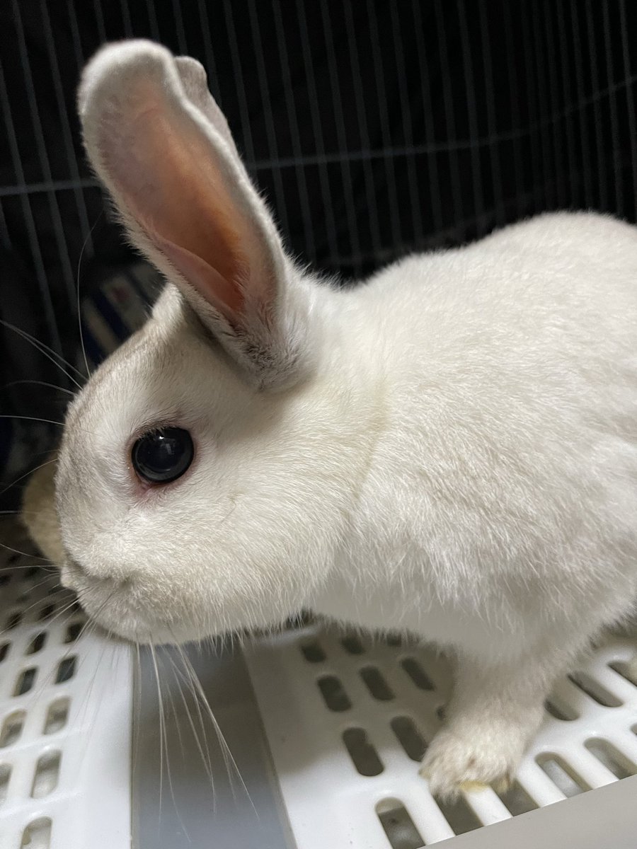 まさチビしろ🐰5月2.3.4日幕張アートマーケット5月9日ローデンツ東京 tweet media