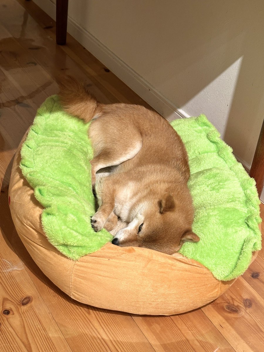 mameshiba__tama's tweet photo. ようやくホットドッグクッションでホットドッグしてくれるようになりました🌭 https://t.co/cmjgYl53QO