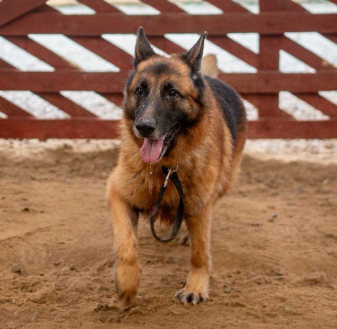 gsrescueelite's tweet image. Fred is 8yrs old and he is a friendly and loyal boy who came to us when his owner fell ill. Fred does have muscle wastage due to lack of exercise which we are slowly building up 
#dogs #germanshepherd #Cornwall 
gsrelite.co.uk/fred-4/