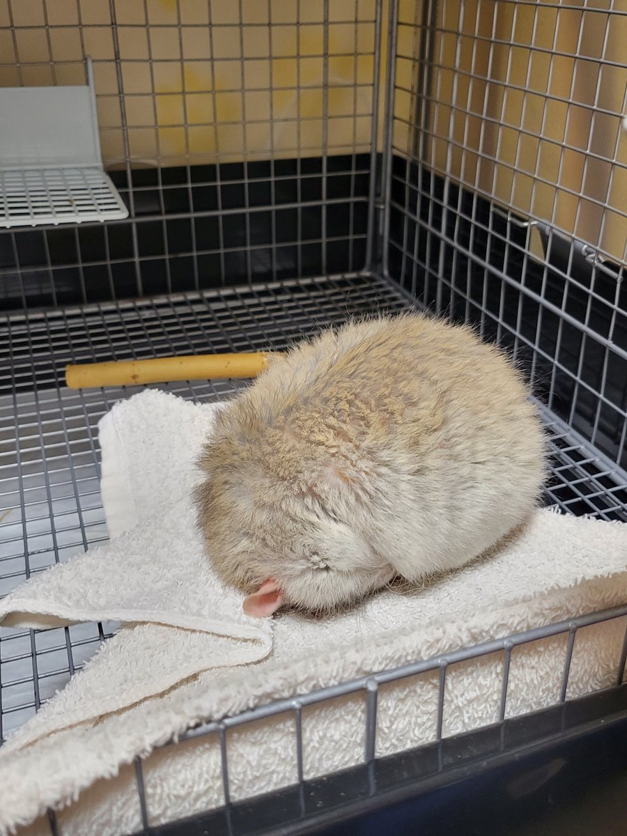 そのさん🐹 (@chobisonoe) on Twitter photo 