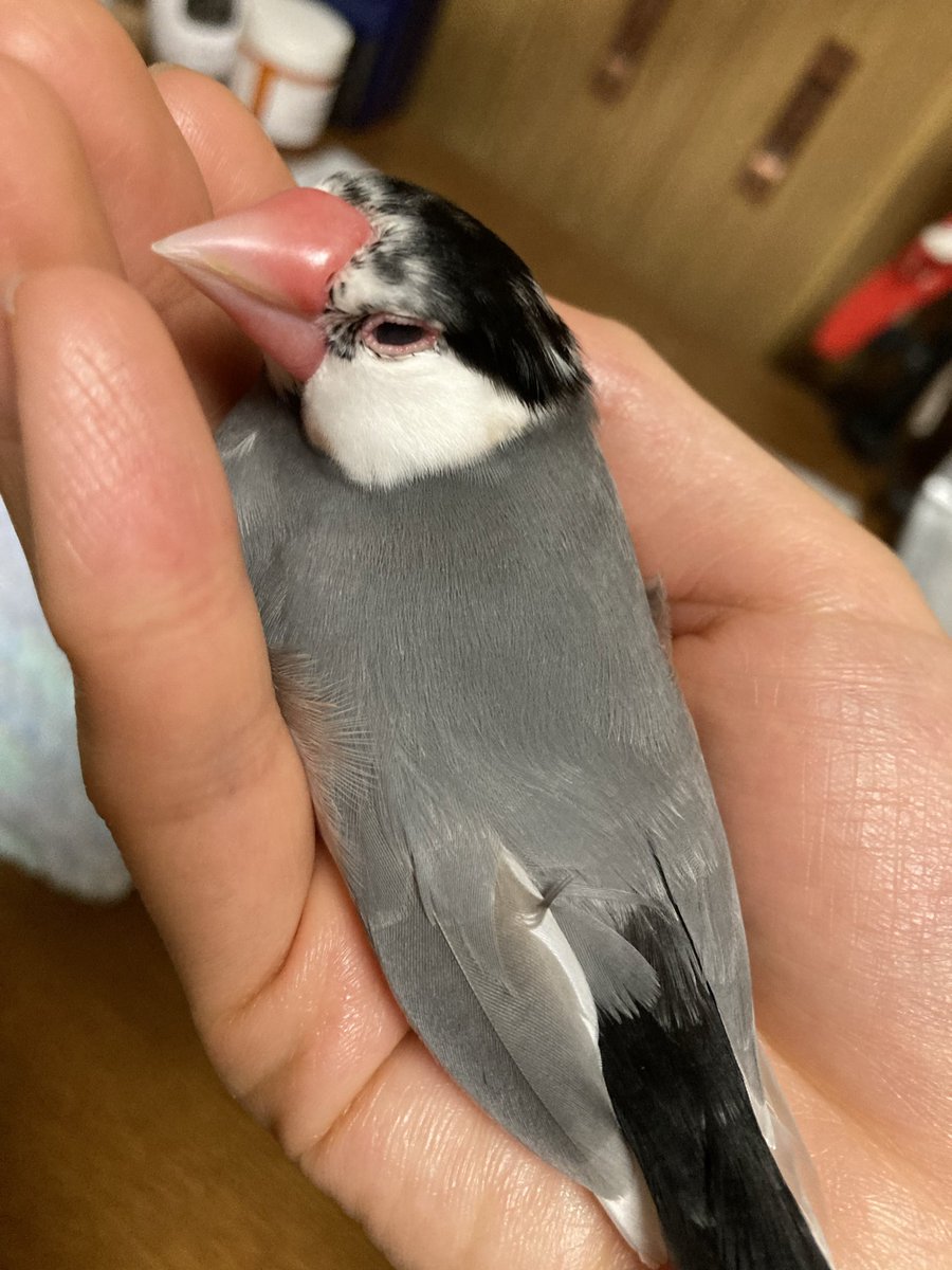 ととふぃ tweet media