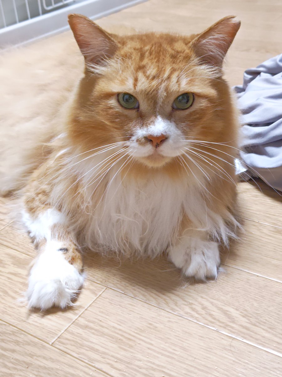 ボン太、今日もお声がかからず🥹🥹

可愛いんだけどデカイ・重い
なので力持ちの里親さんと出会いたい😂😂
その重さもデカさも可愛いんだよ

里親募集中です