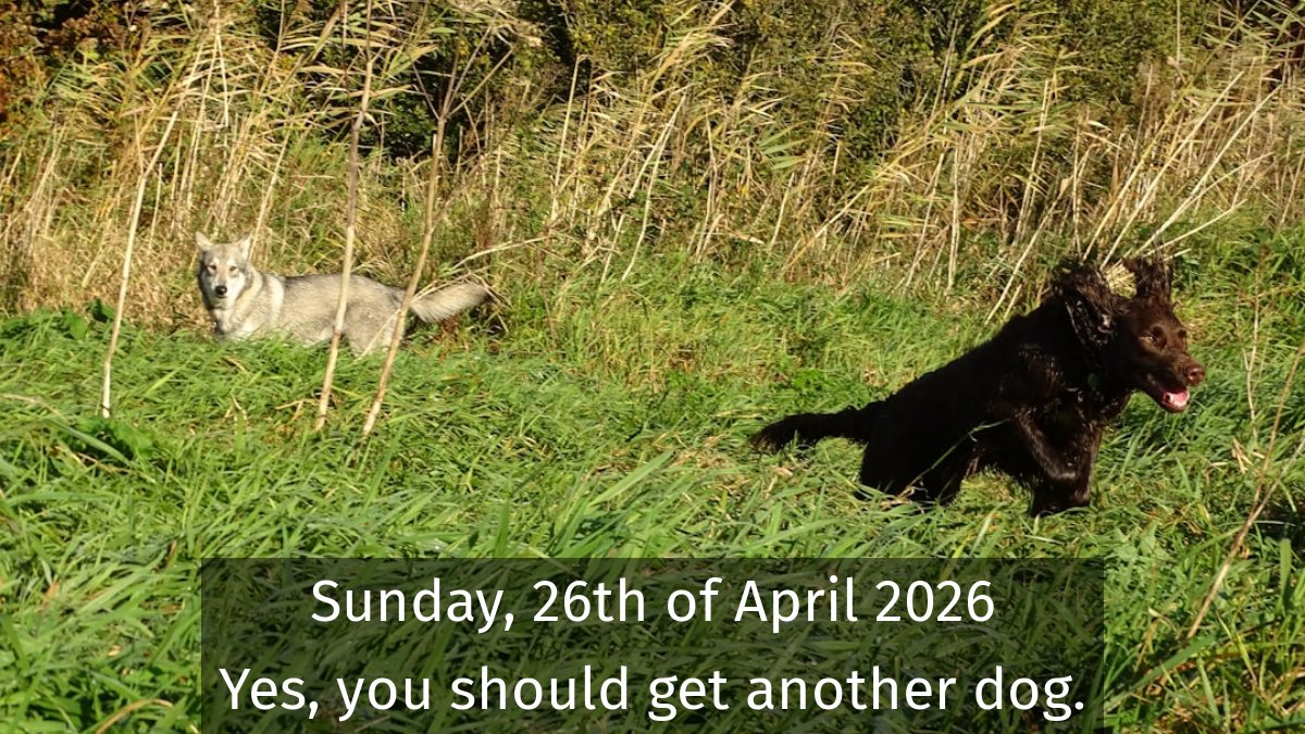 dogsareawsm's tweet image. You should always get another dog #dogs #Puppers #DogShows #DogDays #DogPhotography #DogRescue #PuppyLove #DogAdventures #DogsAreFamily #FurBaby 📷 by unsplash.com/@vinzo88