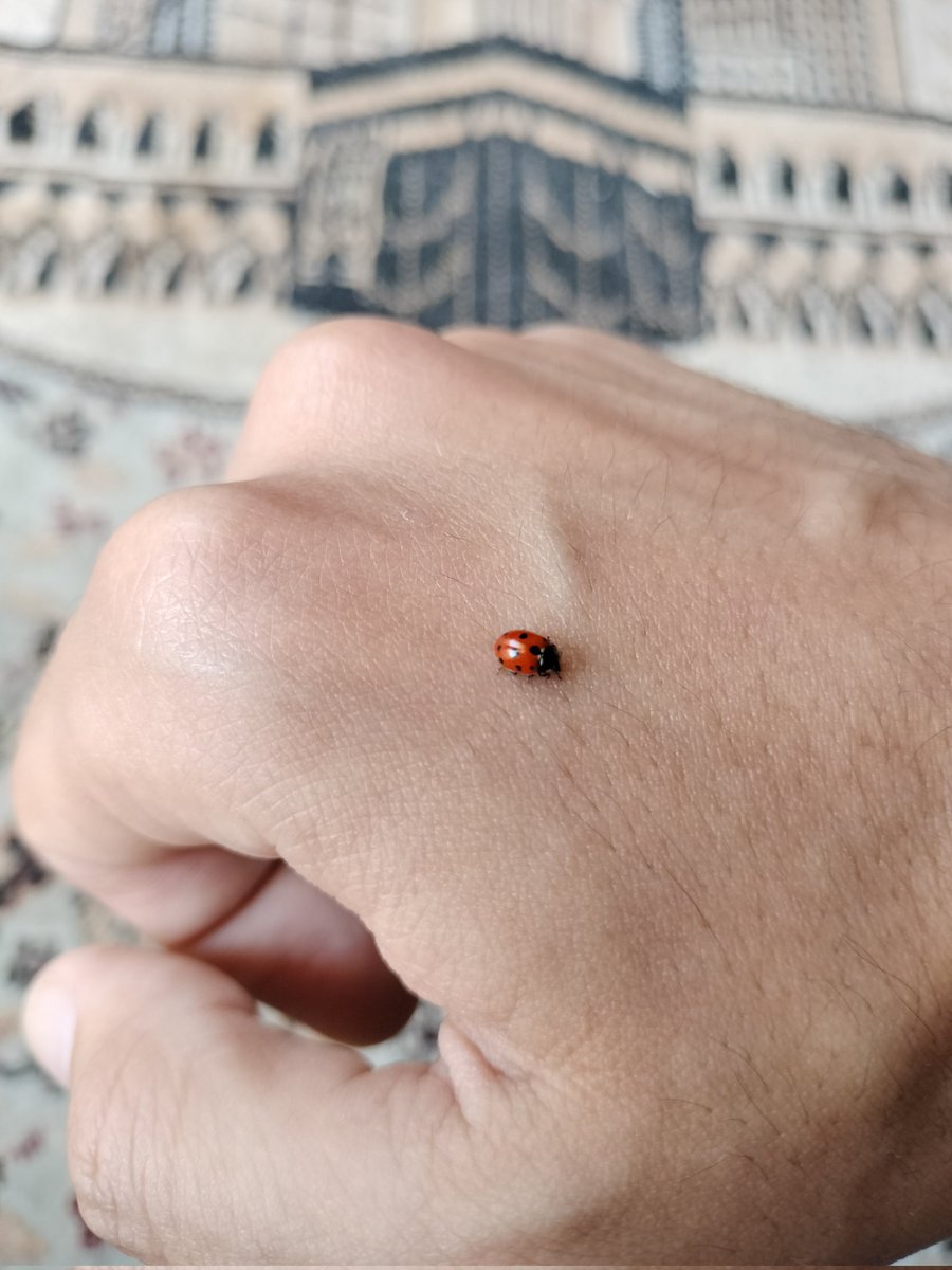 (جُهَيْنَةٌ) tweet media