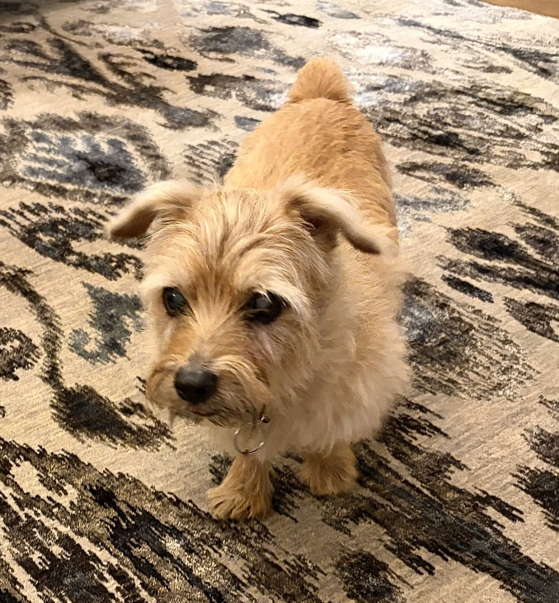 ianbremmer's tweet photo. moose wishes you a most happy sunday : ) https://t.co/pDcr5w35X7