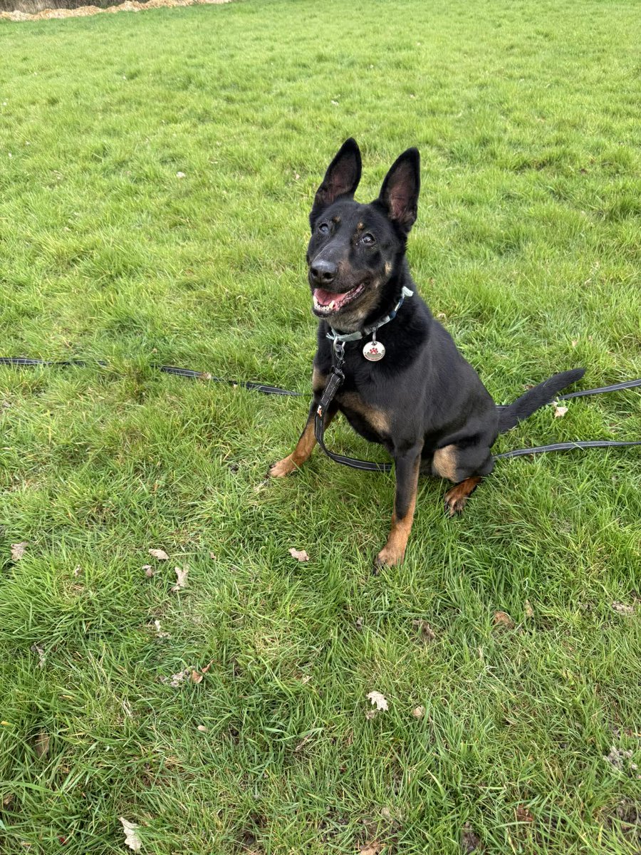 gsrescueelite's tweet image. Ruby is 8yrs old and she has been with us most her life. Ruby is a very sweet girl but she can be quite shy so will need a home that can give her time to settle 
#dogs #germanshepherd #Essex 
gsrelite.co.uk/ruby-15/