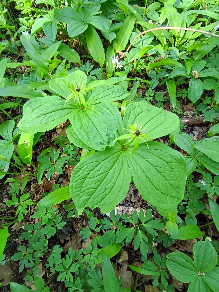 trochytracker's tweet photo. Garden Warbler singing in @suffolkwildlife Combs Wood this morning &amp; some more Herb Paris found https://t.co/mNAMOiLG8q