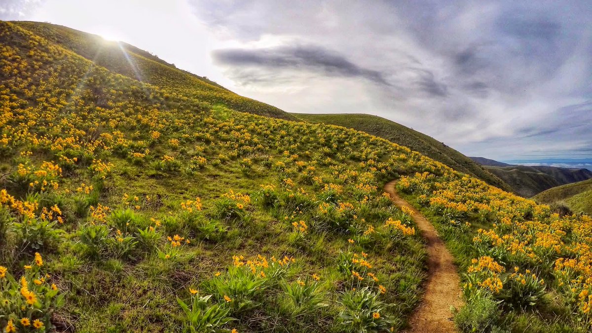 8ntmuch's tweet image. Yellow is often seen as a color of happiness, laughter, and light, making it perfect for a peaceful Sunday. 

Let’s see your “Sunday Yellow”!  💛