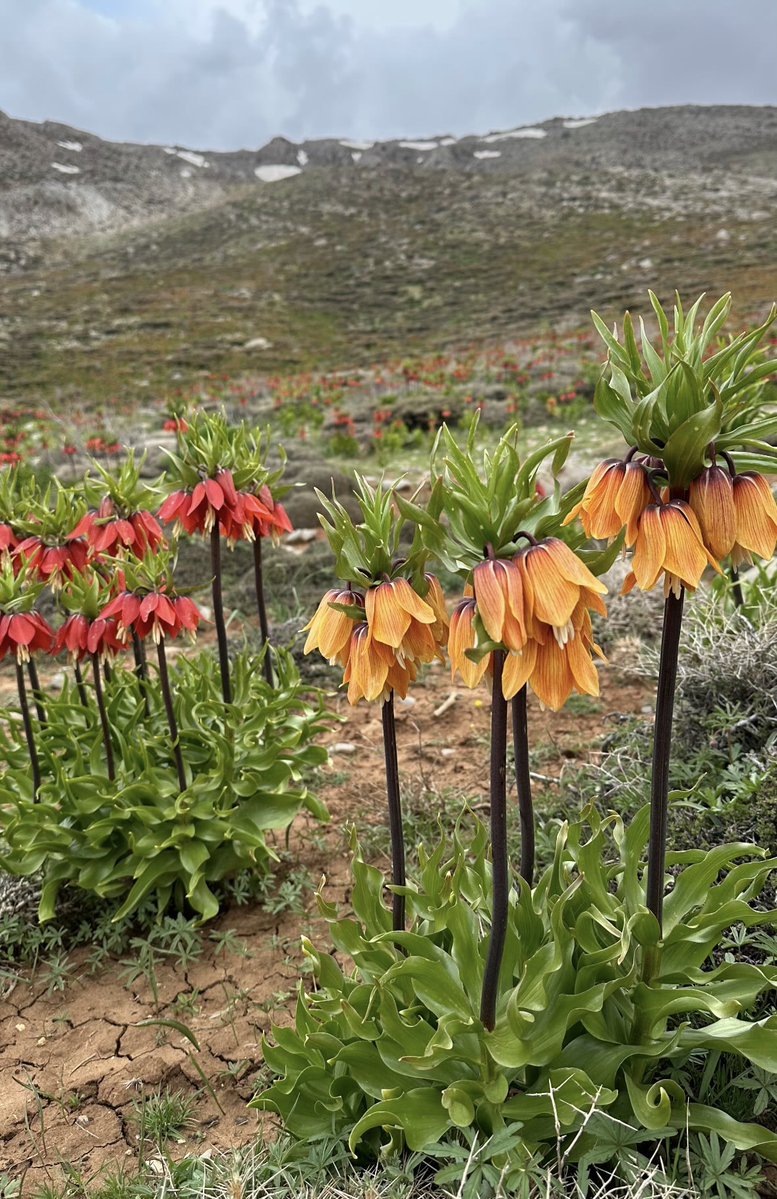 فلات ایران tweet media