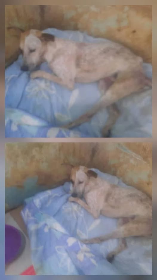 Gente buena de Caracas, el perrito rescatado de El Valle. *NO ESTÁ SIENDO ATENDIDO COMO SE DEBE*
REQUIERE UNA MEJOR Y LINDA FAMILIA q le  fue MUY MALTRATADO y se le quiere brindar el apoyo para la debida atención médica que le está siendo negada

0412-2079559