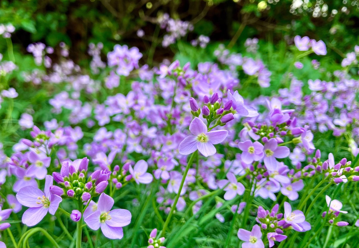 cloudymamma's tweet image. Nature’s beautiful wildflowers are a lovely free gift … 

The Cuckoo Flowers 🌸 are amongst the prettiest, always a joy to see so many on my dog walk today 

#wildflowers #botany #Scotland 
@BSBIbotany