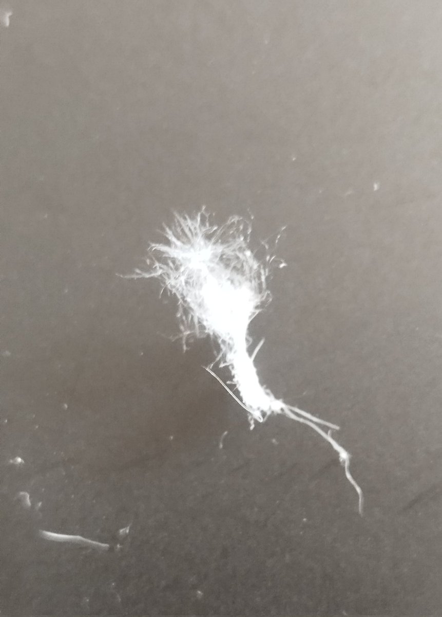 El hombre muerto. tweet media