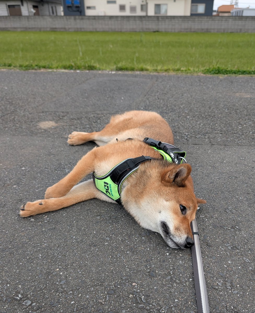 柴元気🌈&とわ tweet media