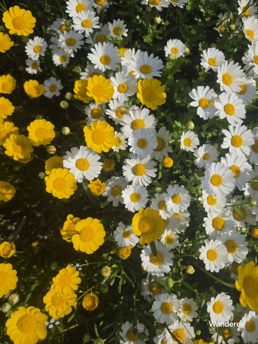 heehee78291's tweet image. Daisy💚🌼🌸💛🤍#daisy. #Flowers  #nature