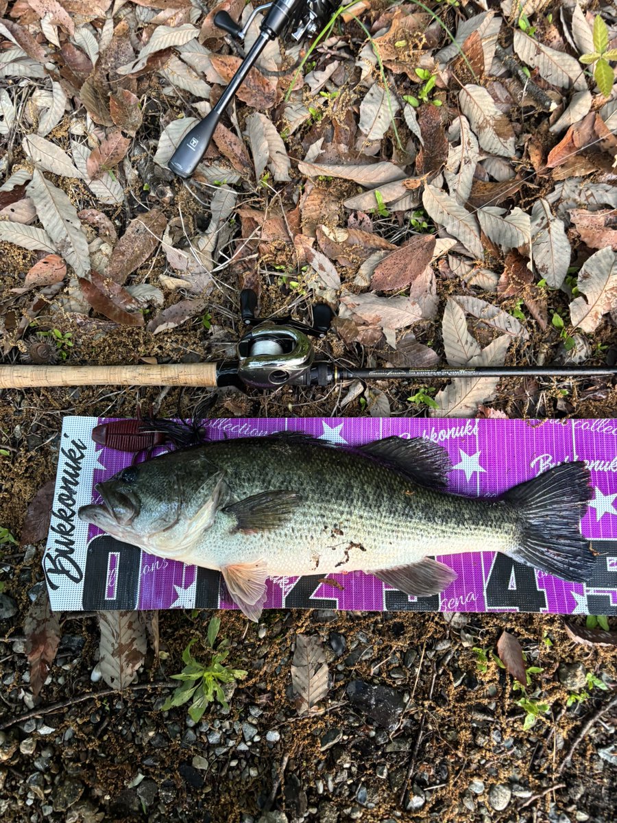 Shota__BASS's tweet photo. 入鹿池で2本！
デストロイヤーF6-70XBJ入魂💪
#入鹿池
#バス釣り
#Megabass
#Destroyer
#フィッシュマグネット https://t.co/O1Iz6WHmSj