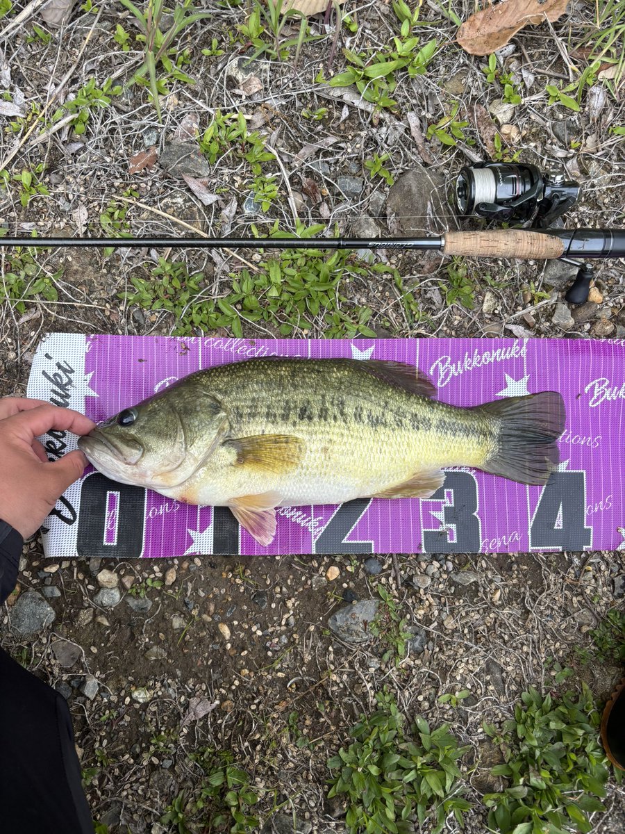 Shota__BASS's tweet photo. 入鹿池で2本！
デストロイヤーF6-70XBJ入魂💪
#入鹿池
#バス釣り
#Megabass
#Destroyer
#フィッシュマグネット https://t.co/O1Iz6WHmSj