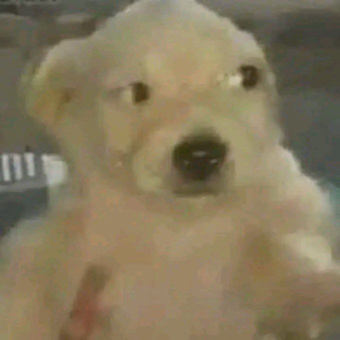 𝙁𝙧𝙞𝙚𝙙𝙧𝙞𝙘𝙝. tweet media