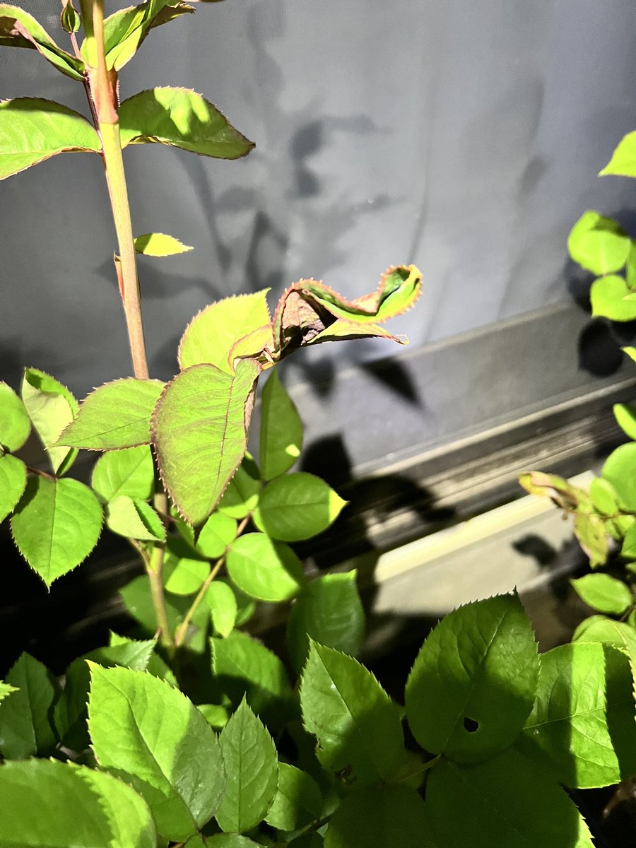 ぴのもる@薔薇🌹 tweet media