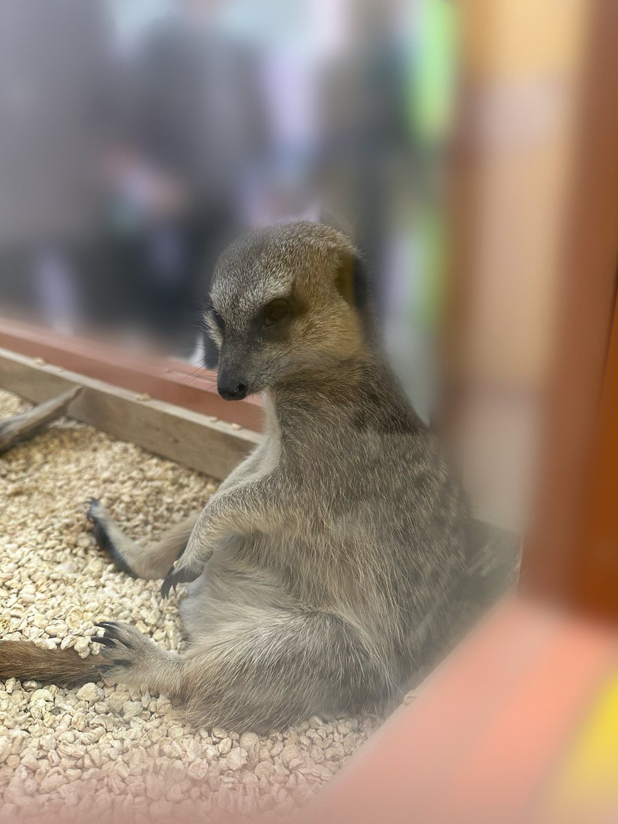 ざんねんな生き物展✨