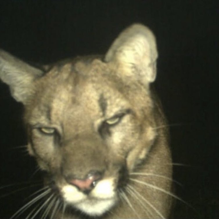 ♱ 𝐋𝐀 ♱ tweet media