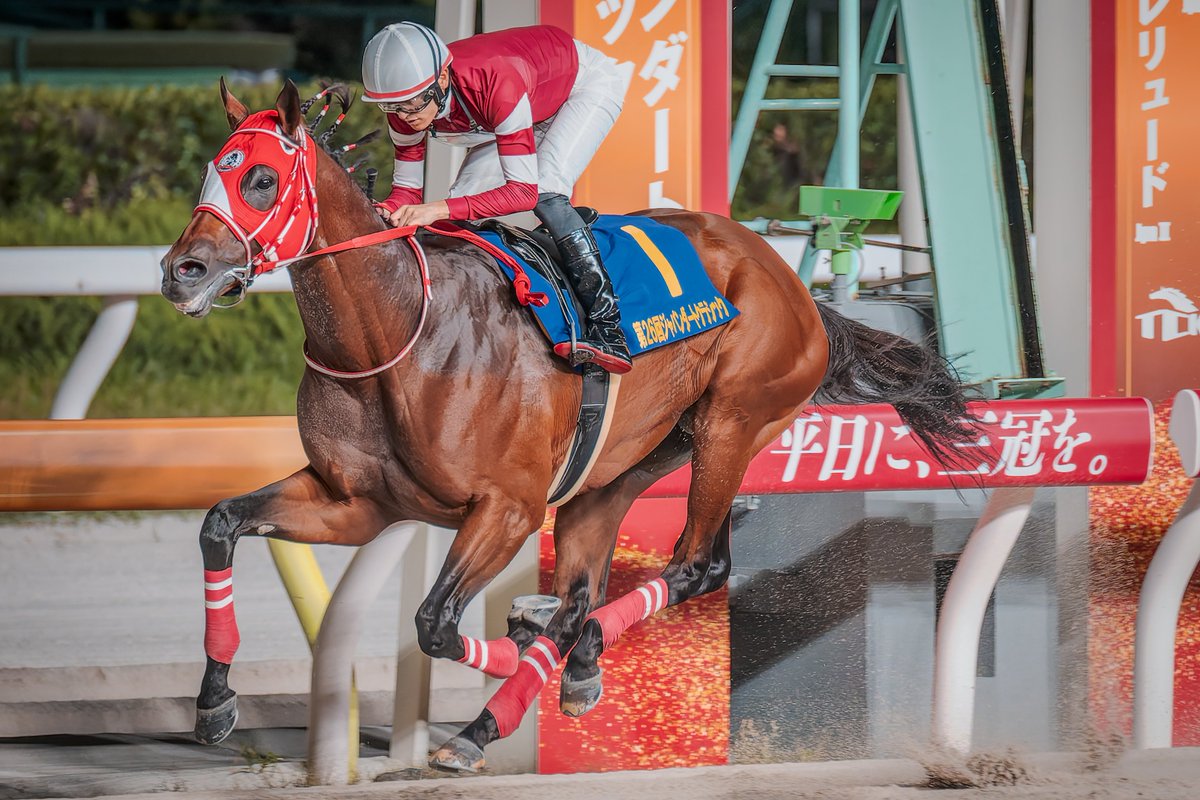 競馬インフォメーションクラブ(個人で運営) tweet media