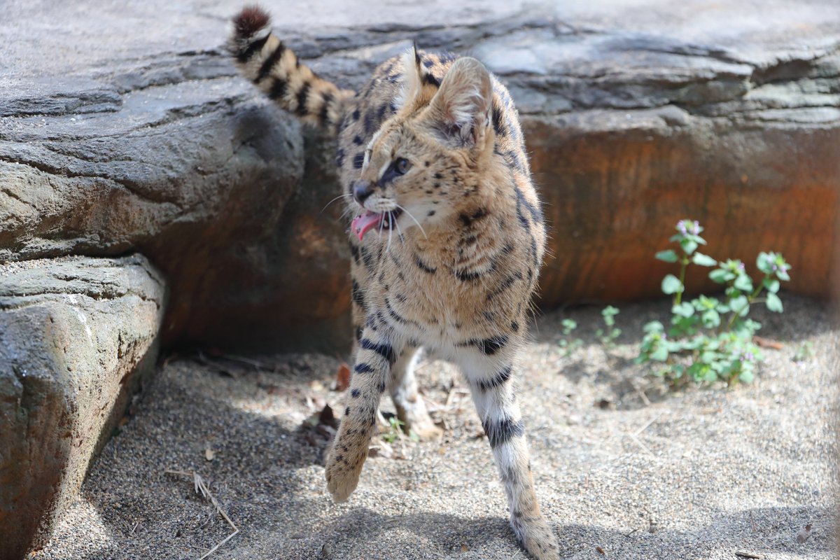 イア「お肉が降ってくるわ」
＃那須どうぶつ王国　＃サーバル