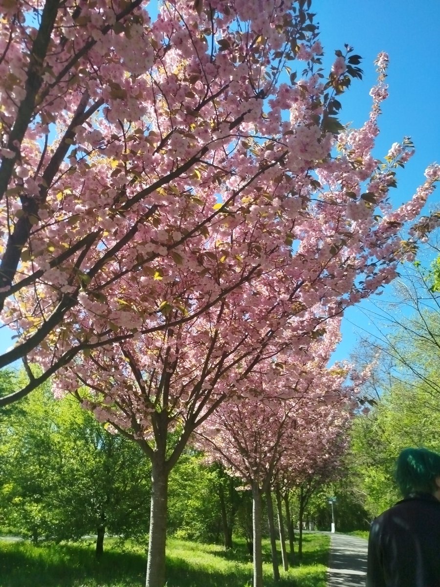 sablesdore's tweet image. taking a #walk #outside