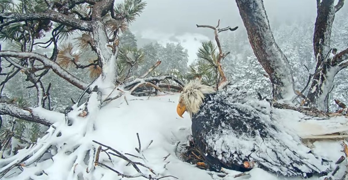 Leslie Carson tweet media