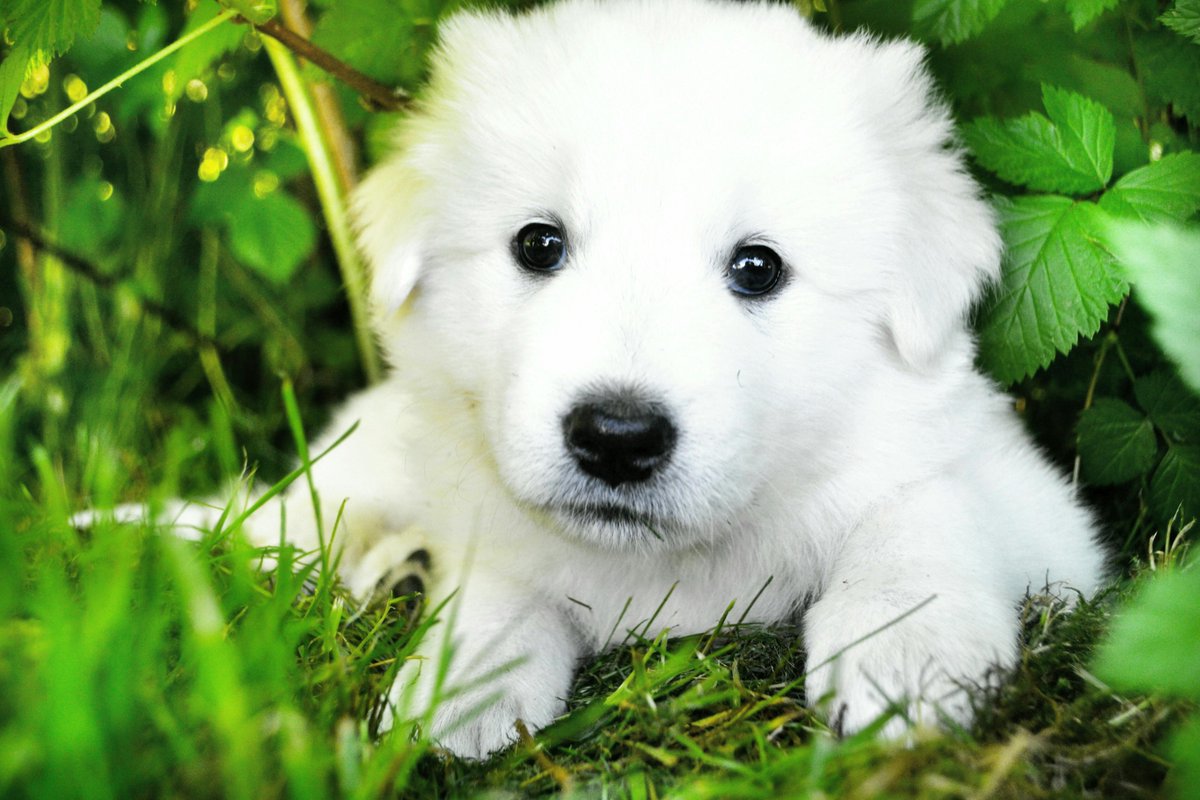 Greatpyrsrclub's tweet image. Cute Puppy Lying on Grass🥰🥰
#greatpyrenees #greatpyreneespuppy #greatpyr #SeductiveSunday #lamansiónvip