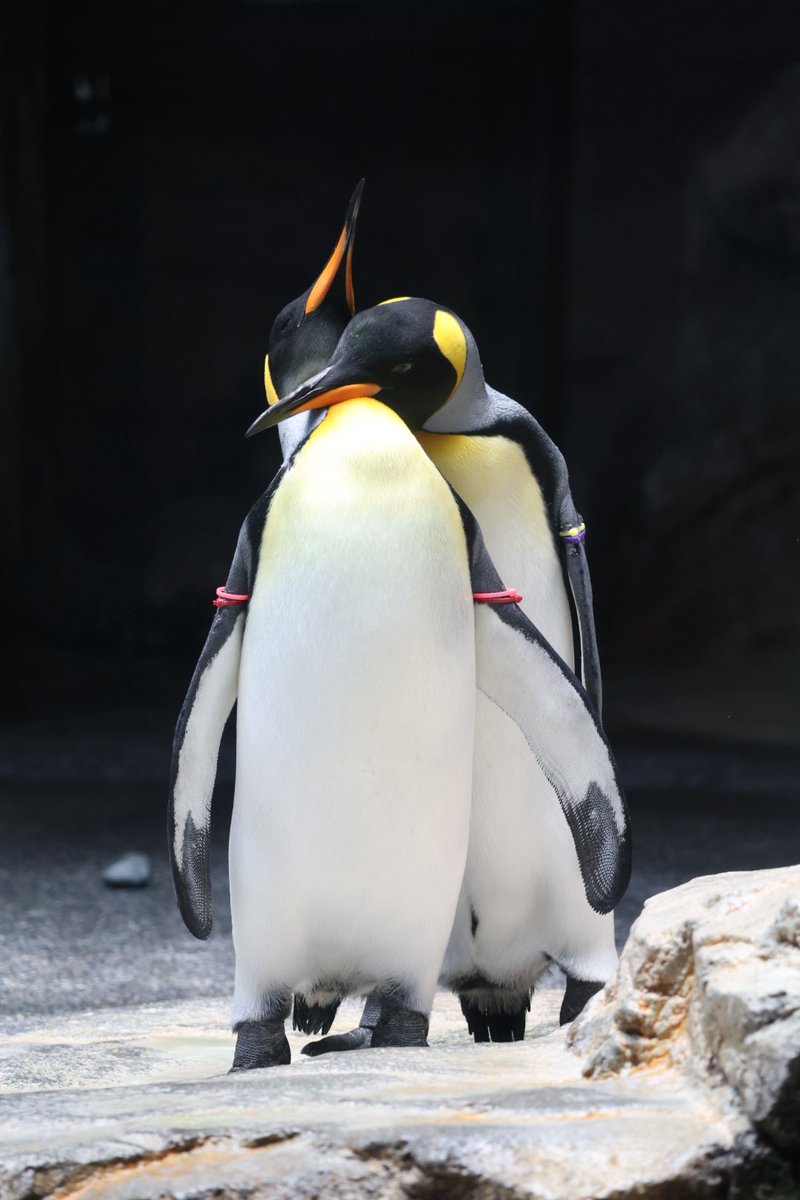 なんかセクシーね🐧 #長崎ペンギン水族館 #キングペンギン