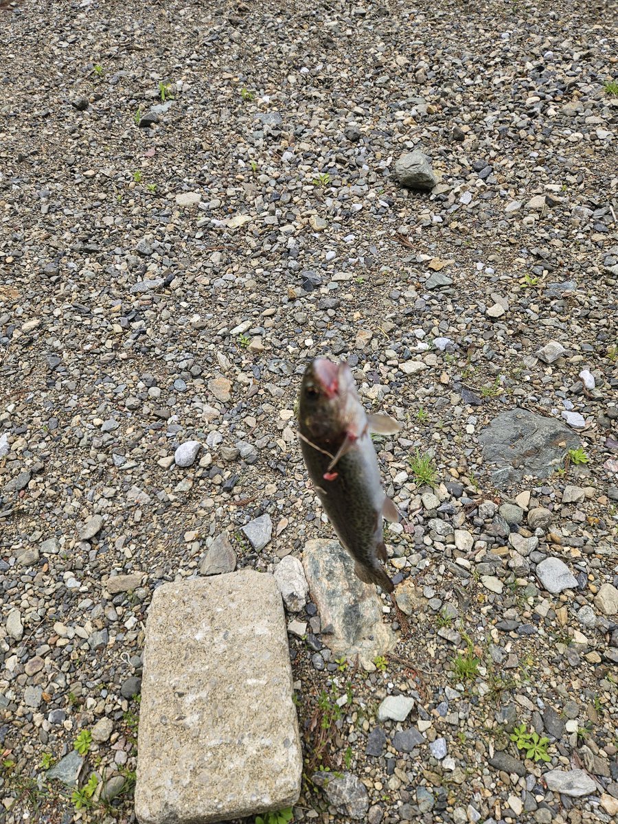 無冠の山岳王/小島 快斗 tweet media