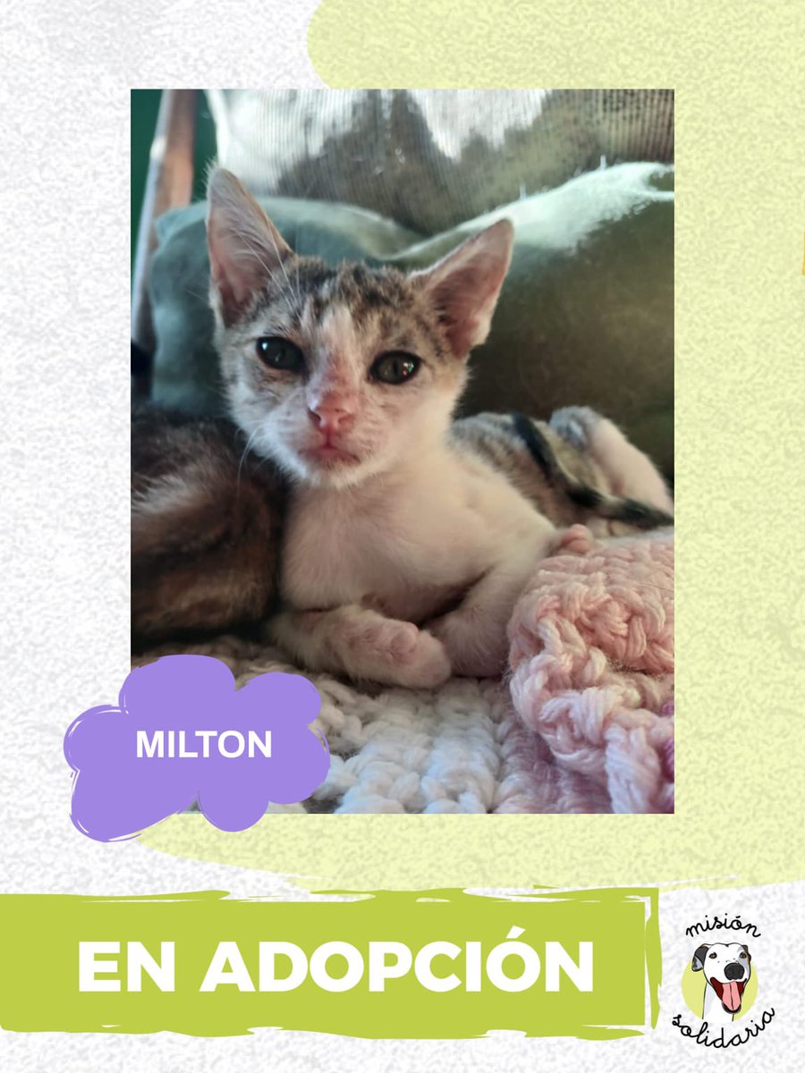 Milton tiene un mes y es un gatito súper dulce ♥️
Cuando lo rescatamos de la calle estaba súper flaco, pero ahora, que ya está fuerte y busca una familia que lo ame por siempre. Zonas CABA y GBA
Querés adoptarlo? 
Escribime!
misionsolidariatwitter@gmail.com
Asunto: Milton