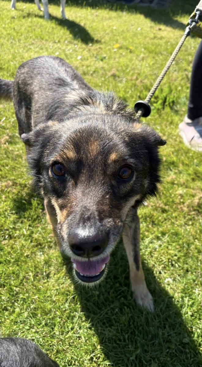Rescue dogs for rehoming tweet media
