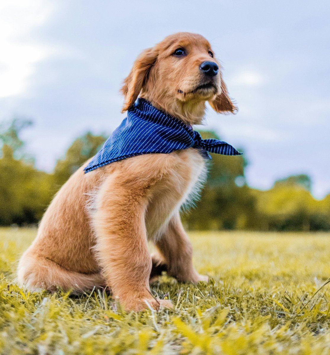 wonniemallow's tweet image. 🐶💙

#시원 #SIWON #최시원 #CHOISIWON 
@siwonchoi