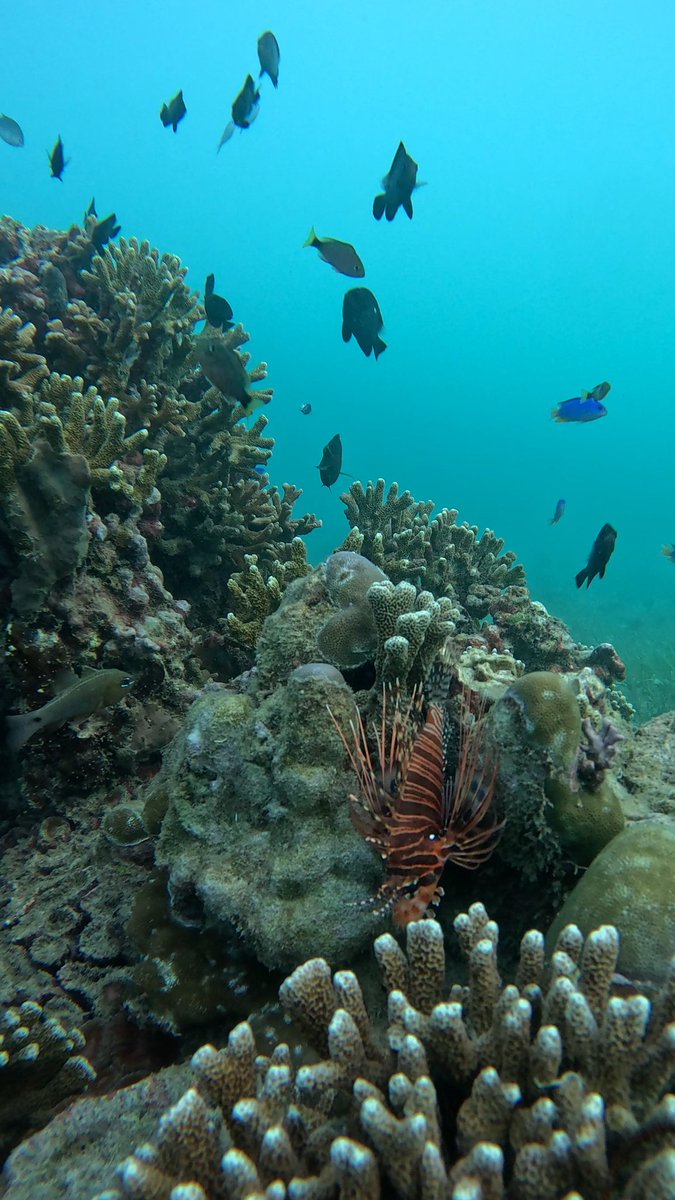 Topi Jerami tweet media