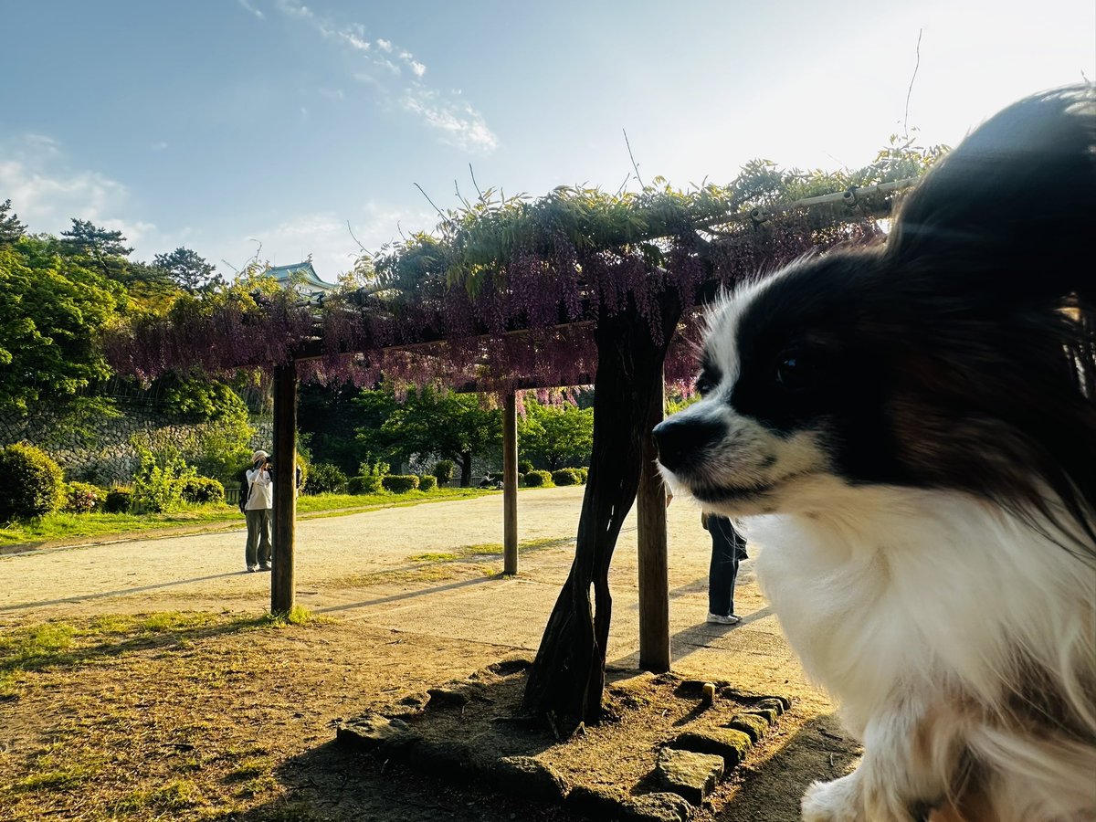 marz0's tweet photo. 名古屋城の藤棚きれいだったー✨
い���ぱい歩いてお疲れ🐶 https://t.co/NJGqJcyHnD