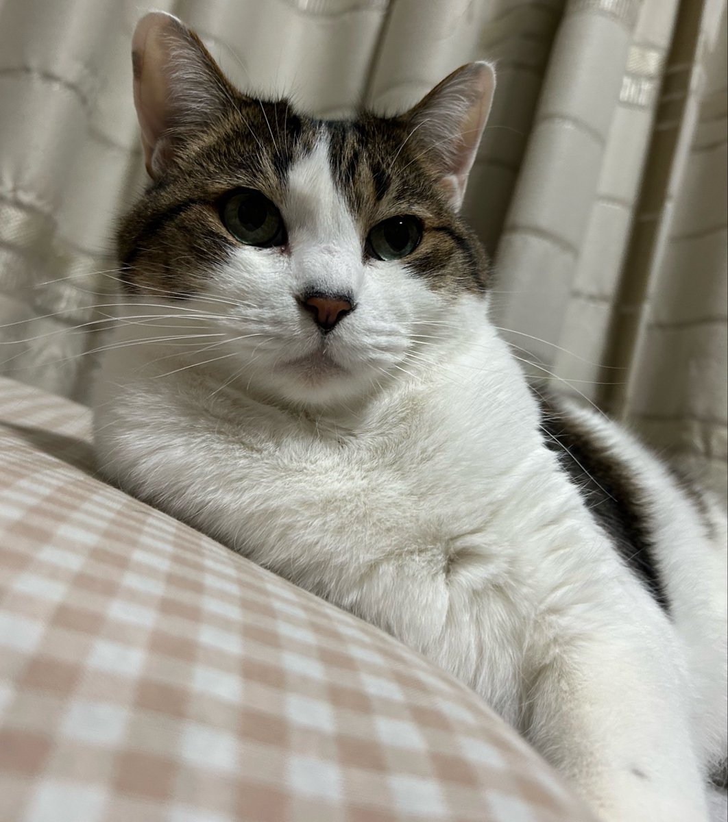 桃𓂃𓂂𓃠⑅︎∙︎˚ tweet media