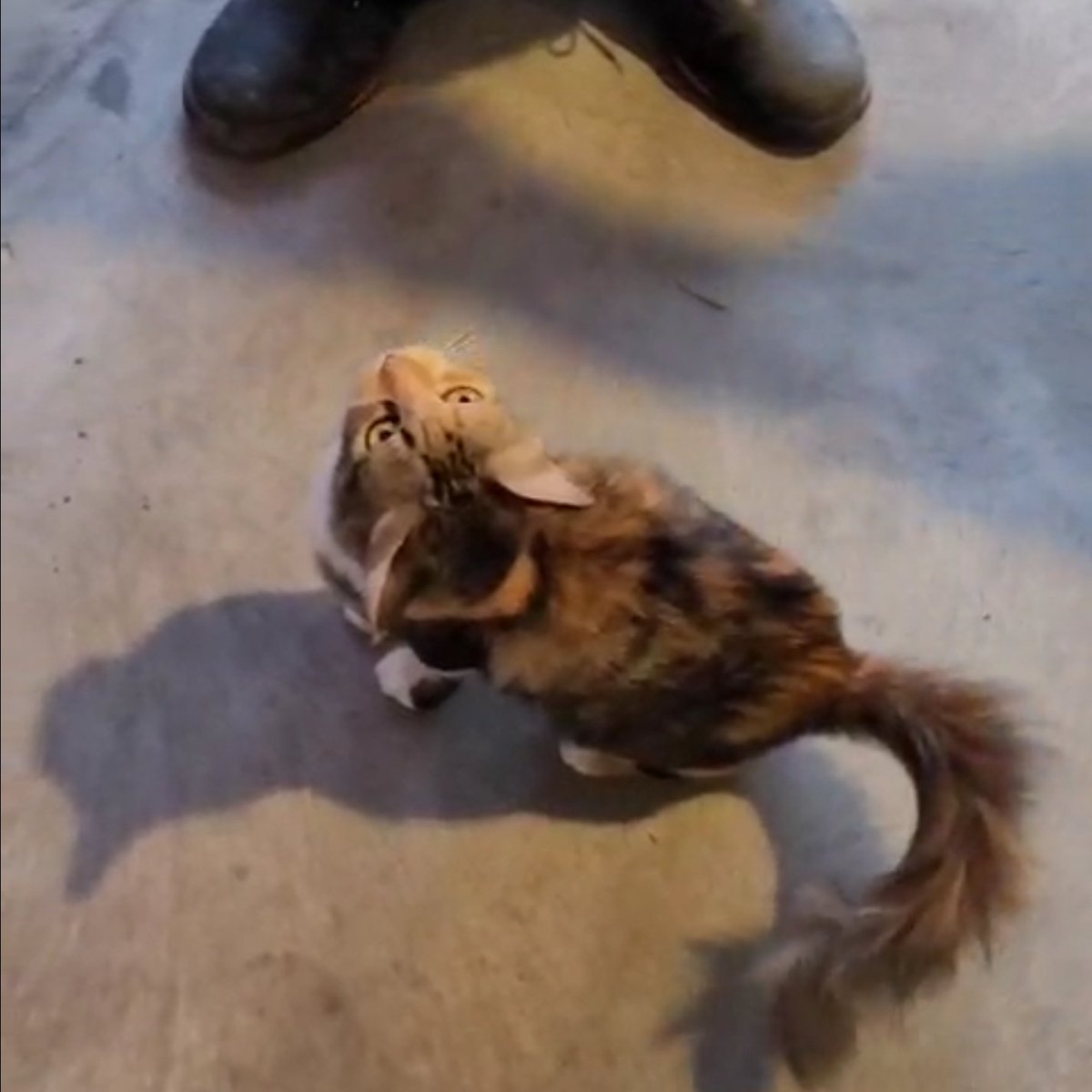 KirieXen tweet media