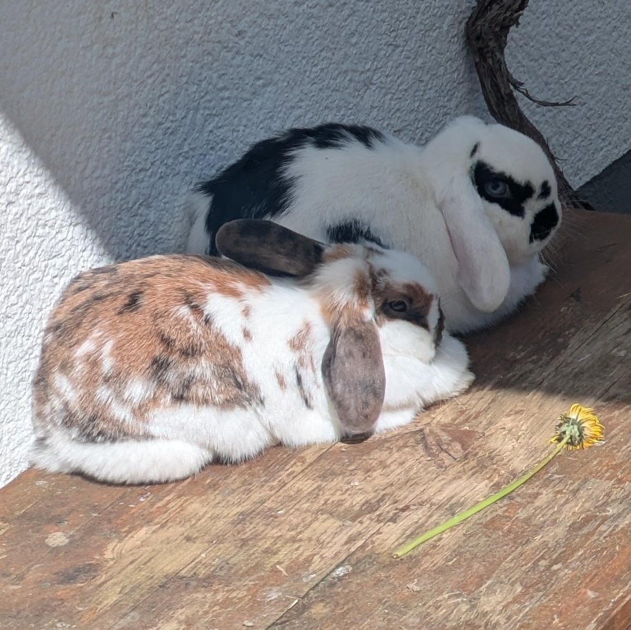 bnu 🐇👽 tweet media