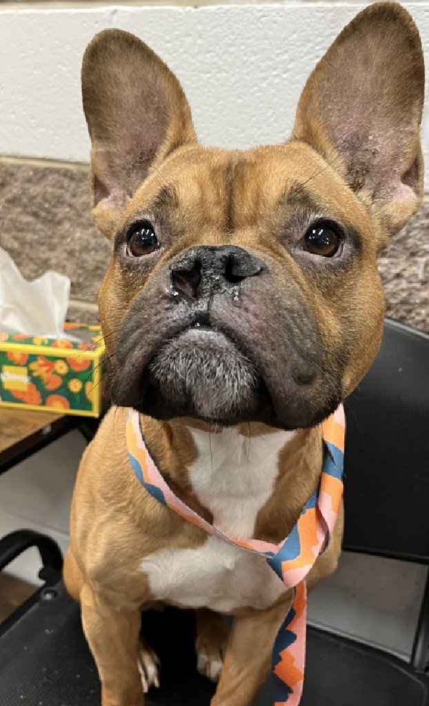 NMBewitched's tweet image. Yes, I checked to see if she is still there... 

Pumpkin Pie🥰🤧
New Dog on the Block 
nycacc.app/#/browse/251266 
#AdoptMe #FosterMe 
#Pledge4Rescue 

She lived w/ kids &amp;amp; dogs 
Obviously she is sick🚑
Hopefully it is "just a cold" 

If you are looking for fun, attitude in a 33lbs