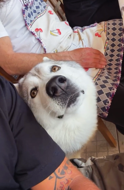 os mais lindos 🥺#sstvi