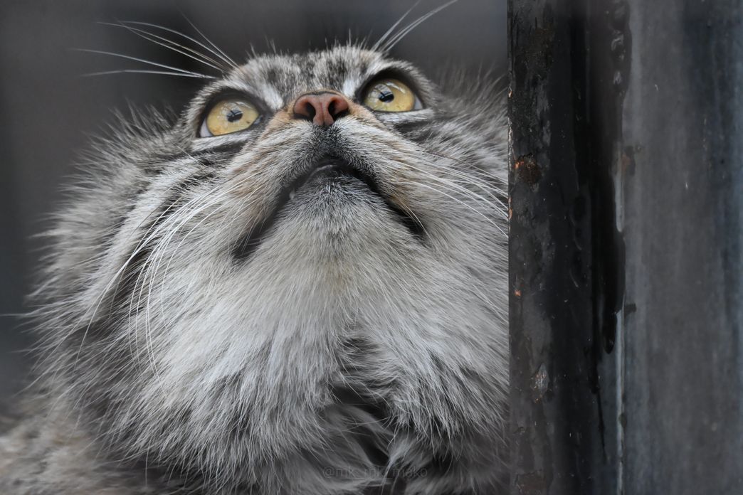 たまこ tweet media